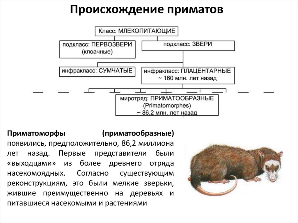 Появление приматов эра