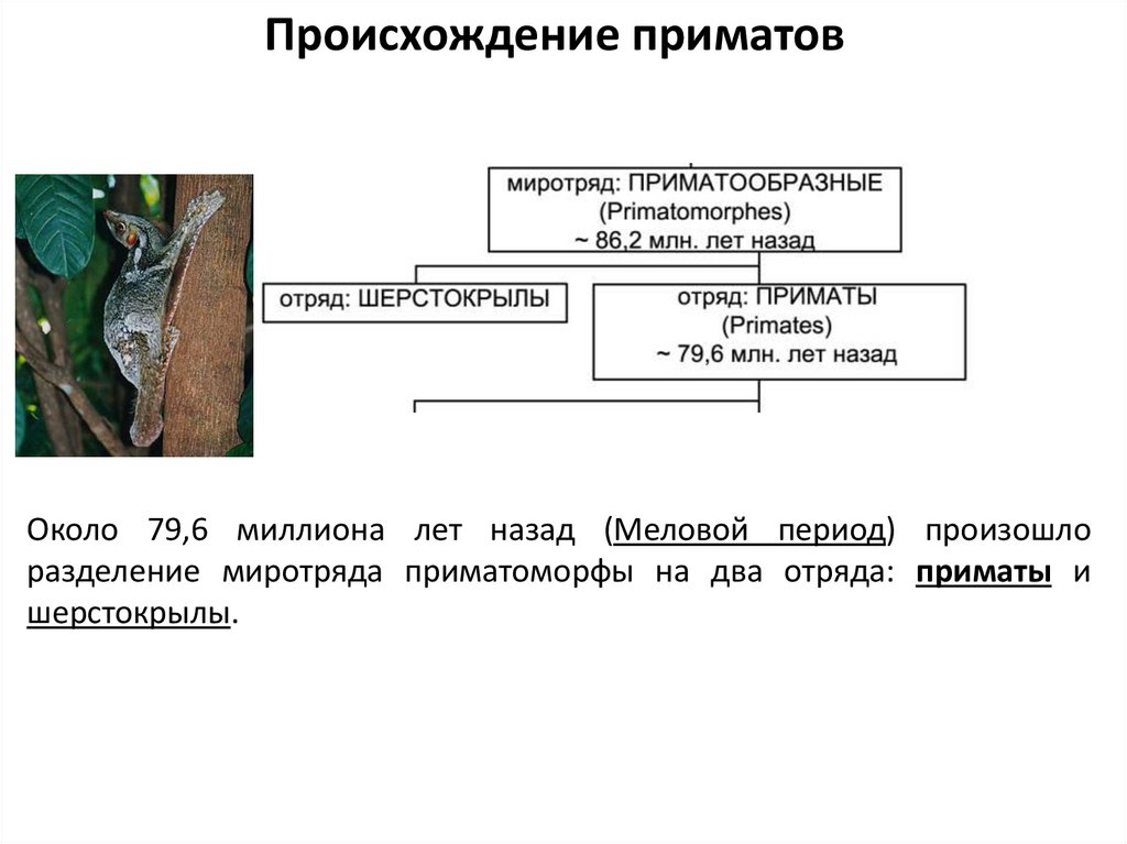 Основные этапы эволюции приматов