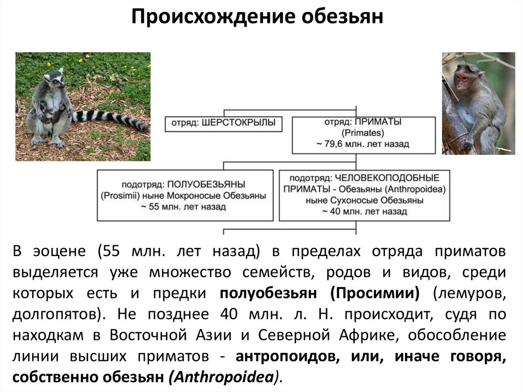 Общий предок шимпанзе. От кого произошли приматы. От кого произошли Прима. Возникновение приматов. Предки отряда приматы.