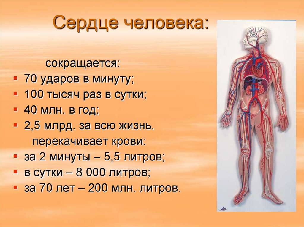 Сколько литров крови в организме взрослого. Кровеносная система человека. Интересные сведения о сердце. Интересные факты о сердце. Факты о сердце человека.