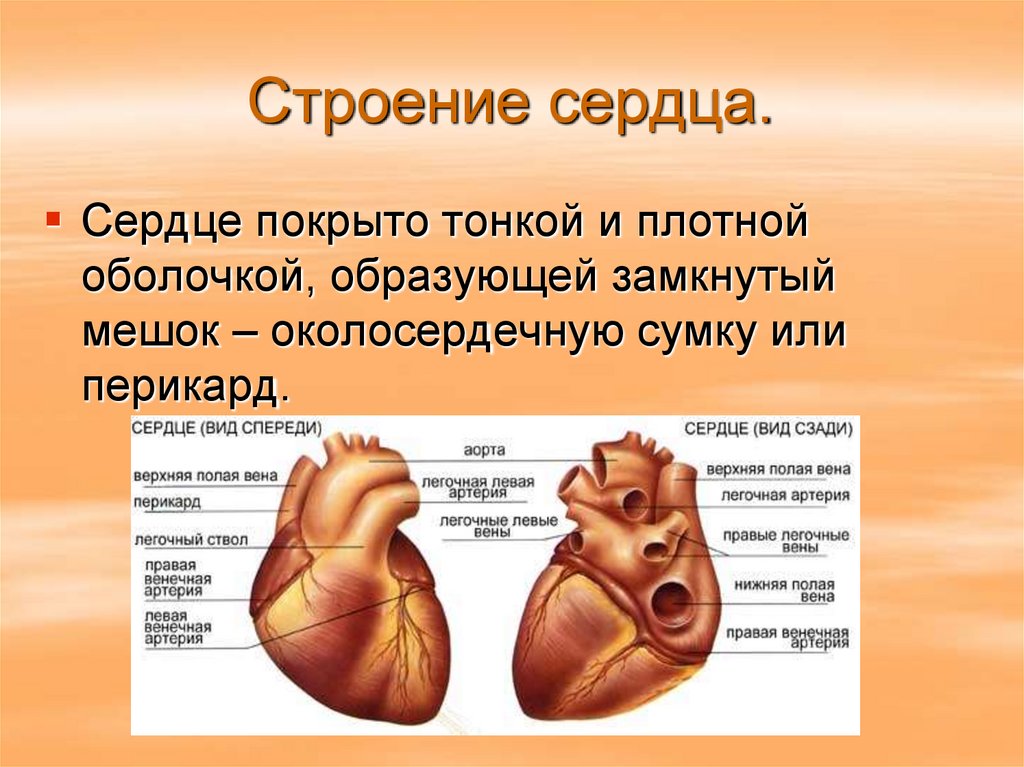 Сердце человека литература. Анатомия сердца кратко. Строение сердца человека. Строение и работа сердца. Сердце конспект.