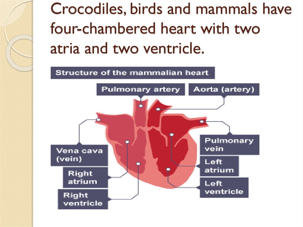 Circulatory system in animals - презентация онлайн