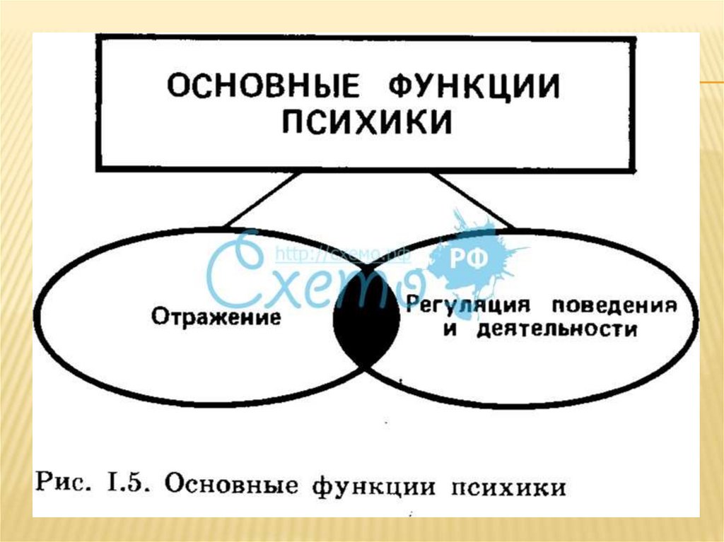 Психика человека основные функции. Функции психики схема. Основные функции психики. Базовые функции психики. Психика функции психики.