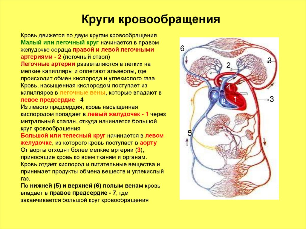 Несет кровь к предсердию. Большой круг кровообращения физиология. Круги кровообращения физиология сердца. Большой круг кровообращения и малый круг кровообращения кратко. Кровеносная система два круга кровообращения.