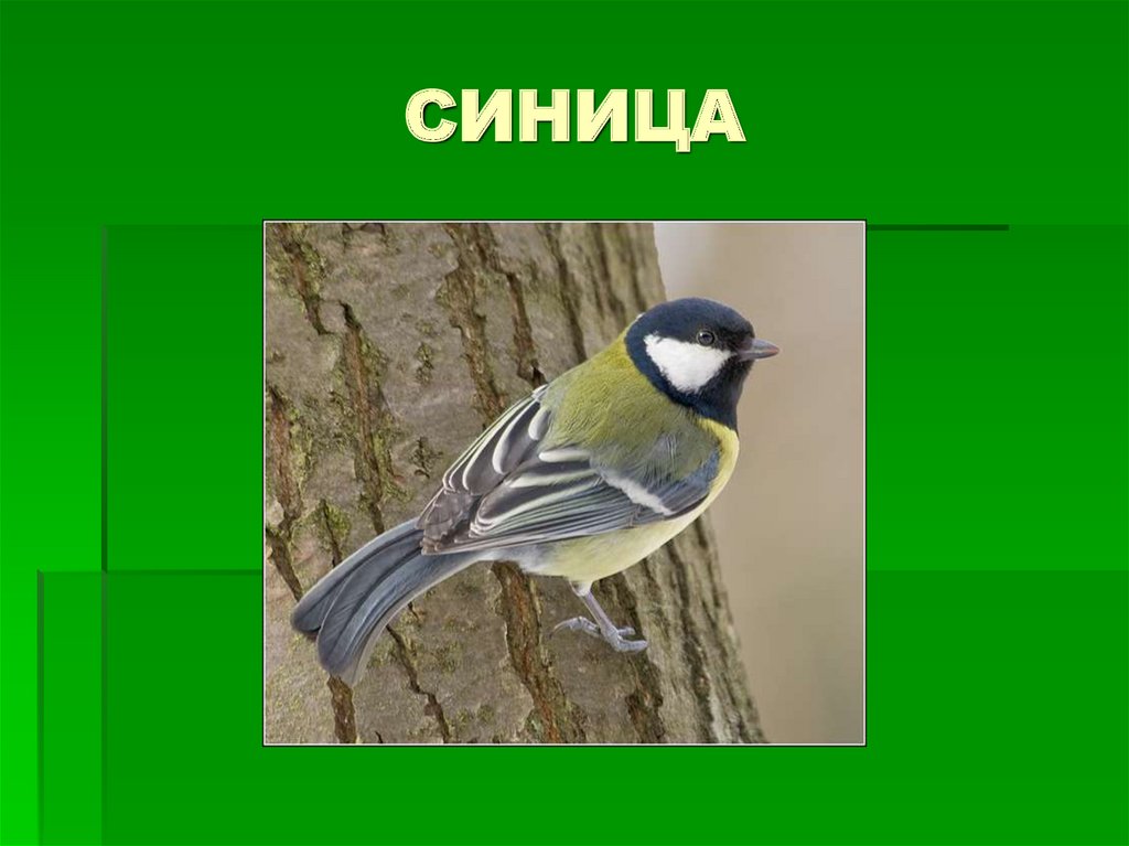 СИНИЦА