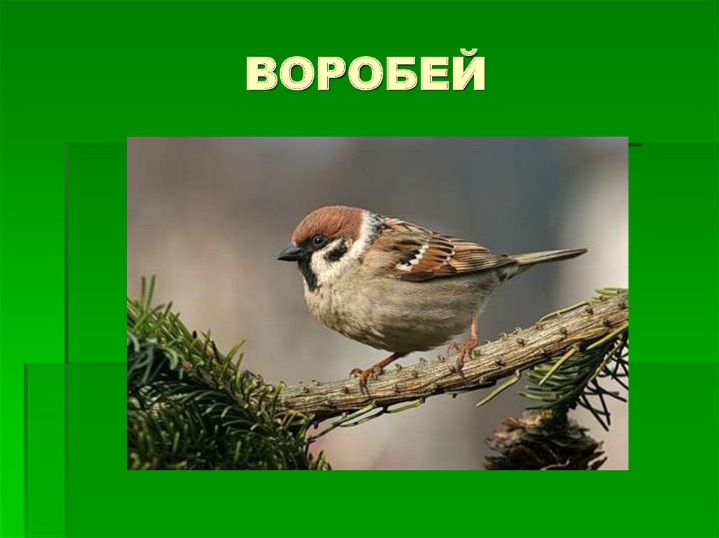 ВОРОБЕЙ