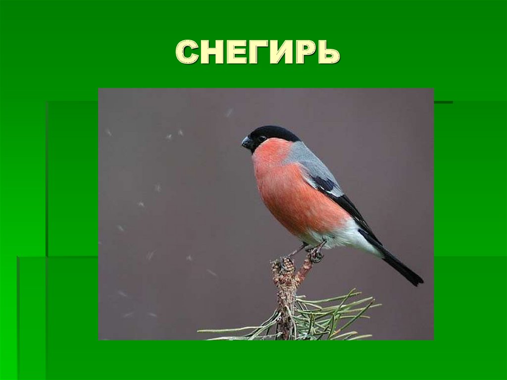 СНЕГИРЬ