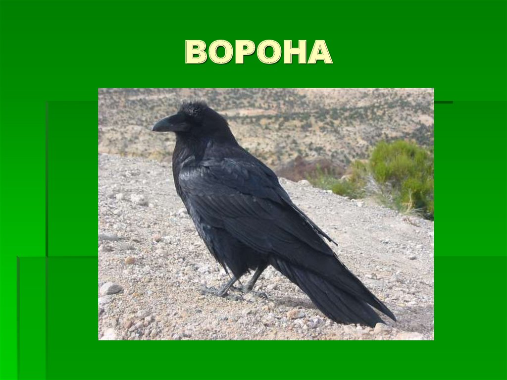 ВОРОНА