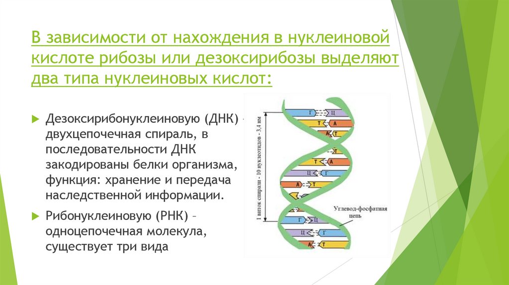 Отличие живого от неживого в структурном плане