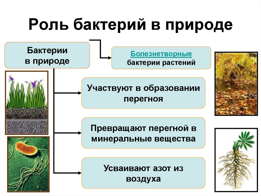 Примеры значения бактерий. Биология 5 класс роль бактерий в природе и жизни. Роль бактерий в природе для растений. Функции бактерий в природе. Роль микроорганизмов в природе.