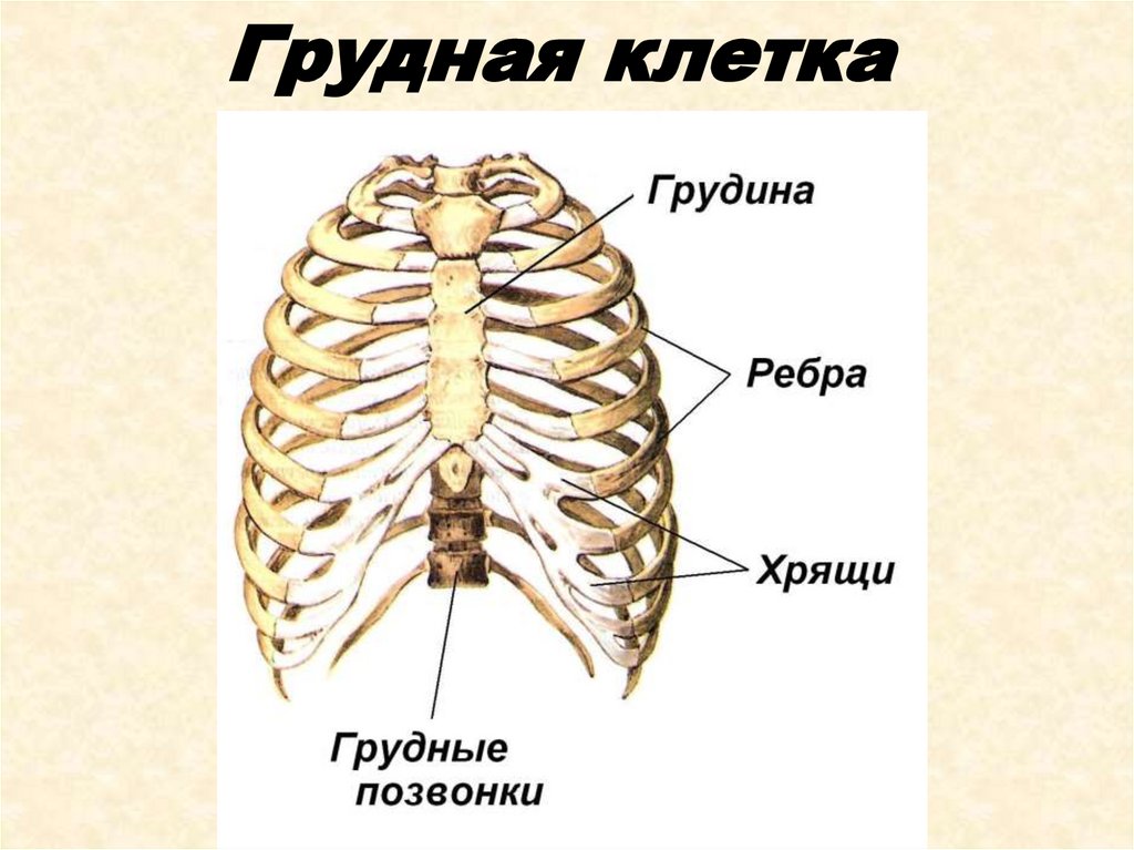 Скелет грудной клетки птицы. Скелет туловища. Скелет туловища хамелеона. Скелет туловища таблица.