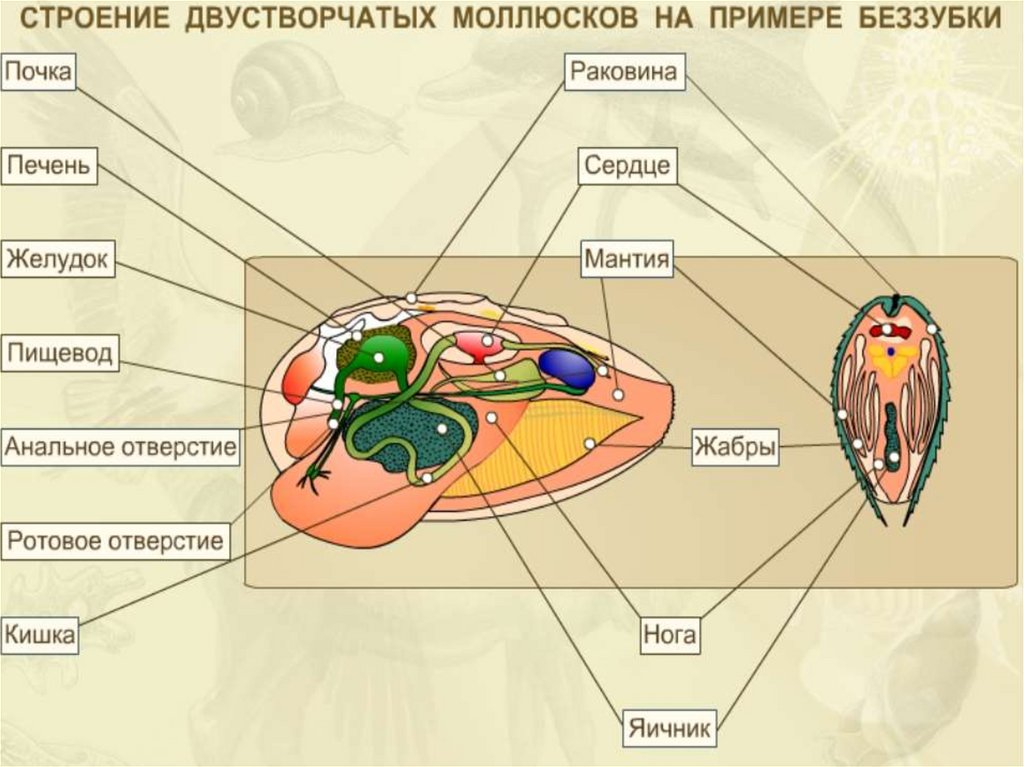 Хорошо строение. Внутреннее строение мидии рисунок. Внутреннее строение двустворчатых моллюсков. Строение двустворчатых моллюсков беззубка. Внутреннее строение беззубки биология 7 класс.