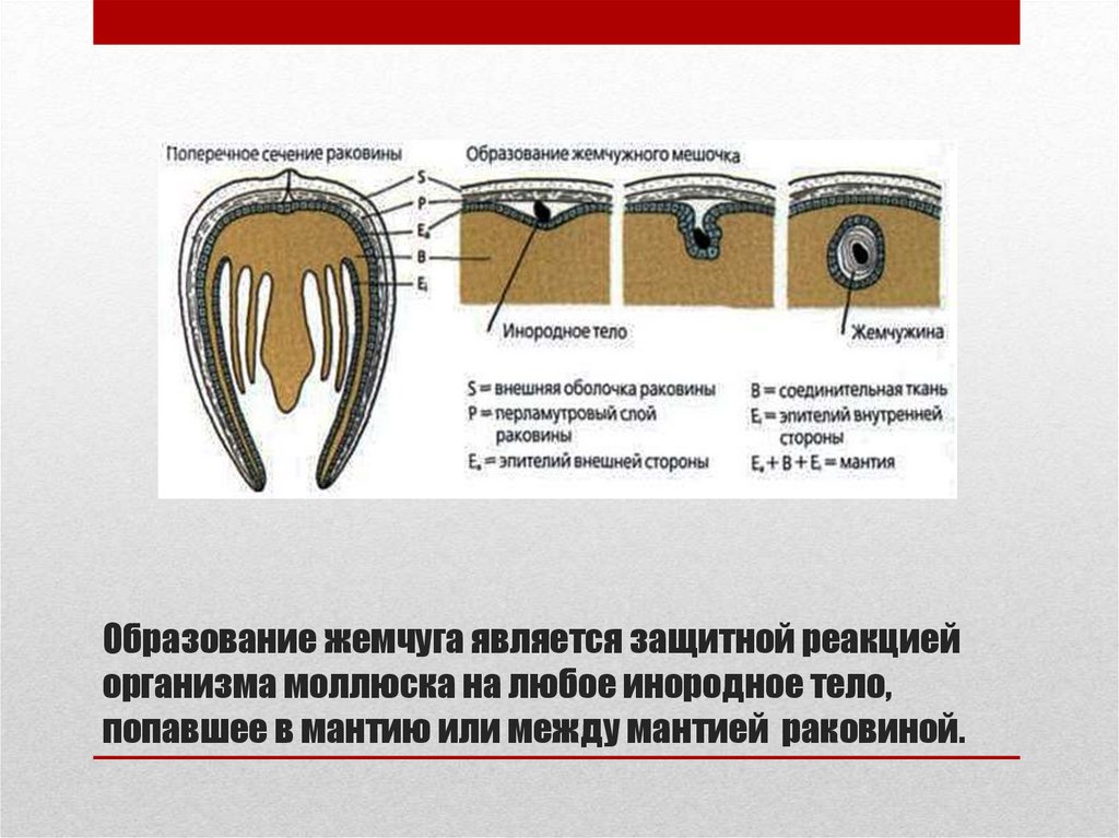 Схема образования жемчужины