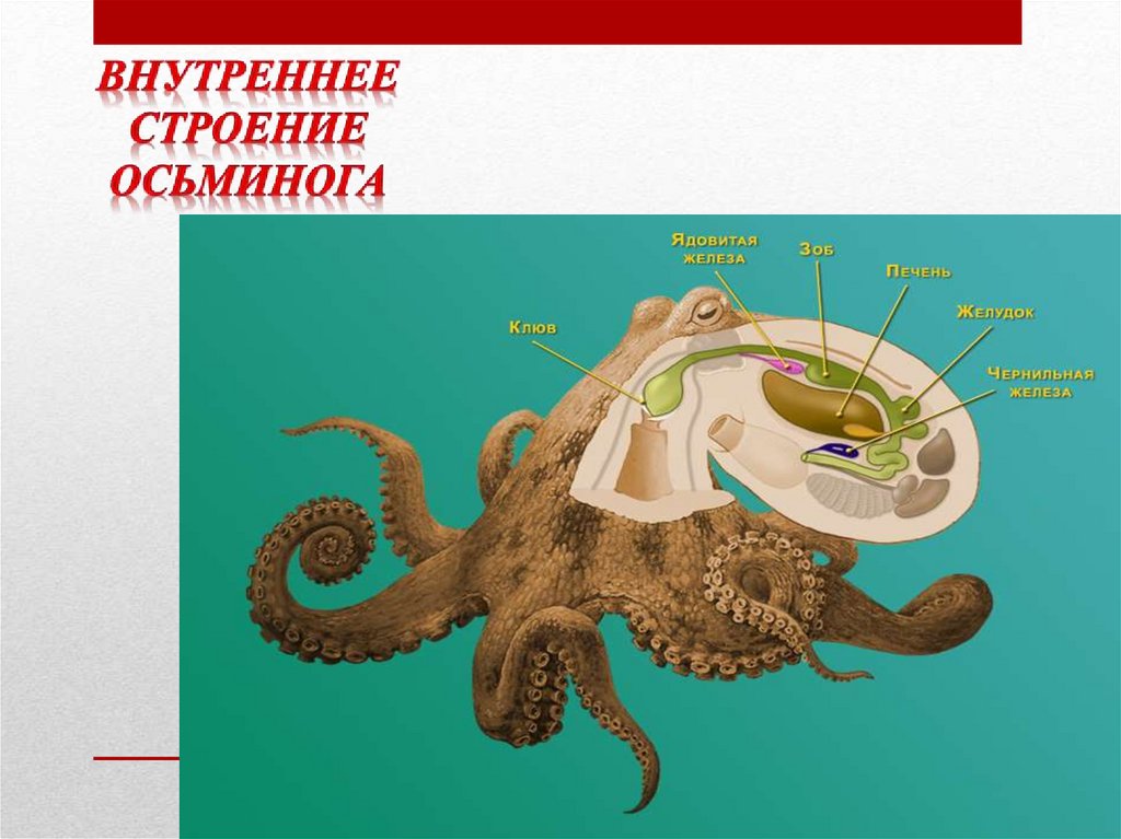 Тип Моллюски - online presentation