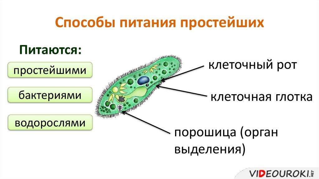 Клетки простейших животных