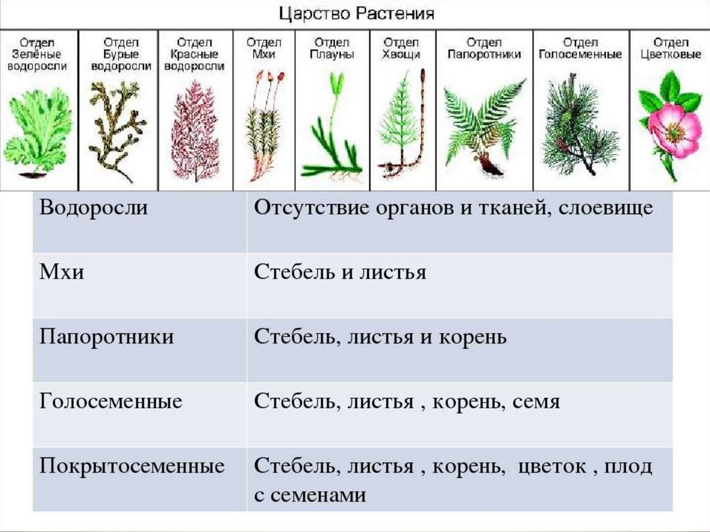 Заполните схему многообразие растений укажите также примерное число видов современных растений в каждой группе