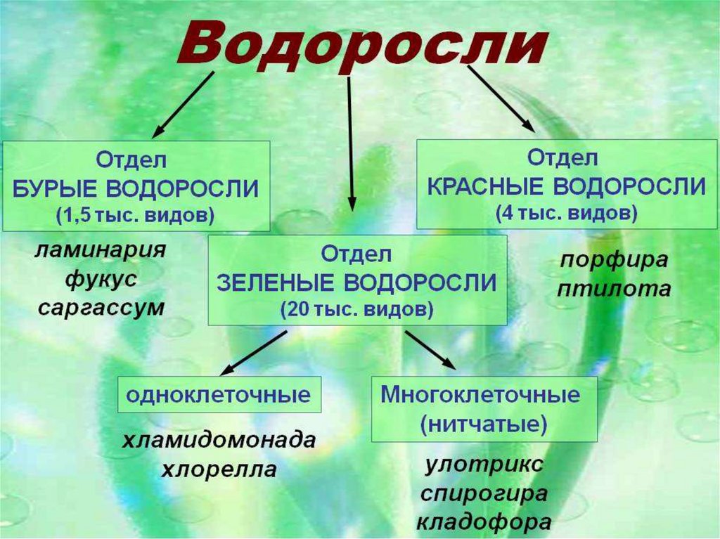 Три примера группы растений водоросли. Отделы водорослей таблица 6 класс биология. Классификация водорослей. Систематика водорослей. Классификация водорослей таблица.