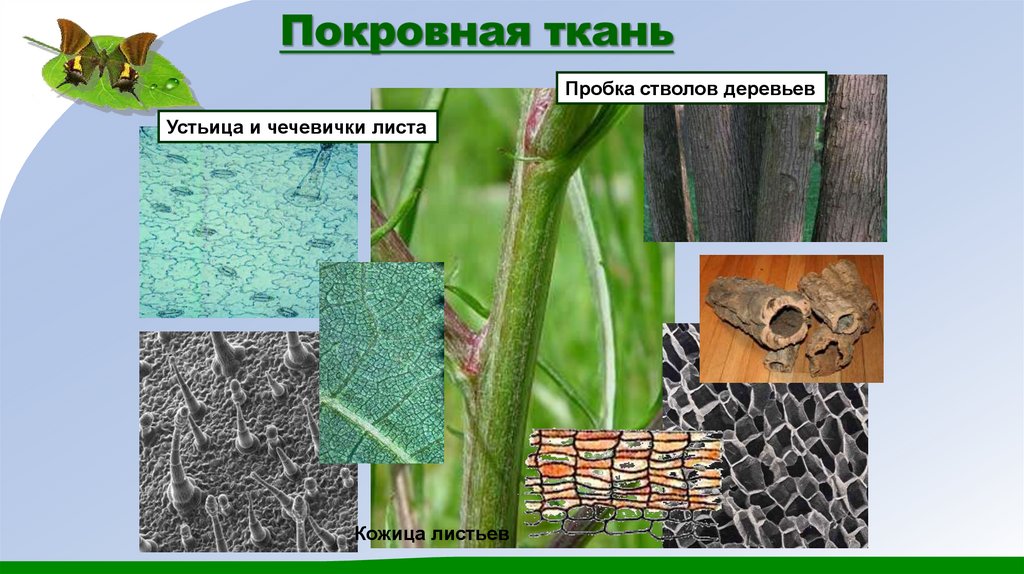 Покровная ткань