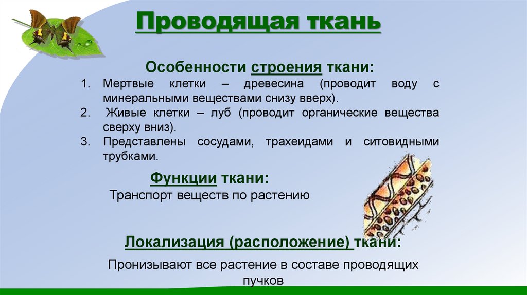 Проводящая ткань