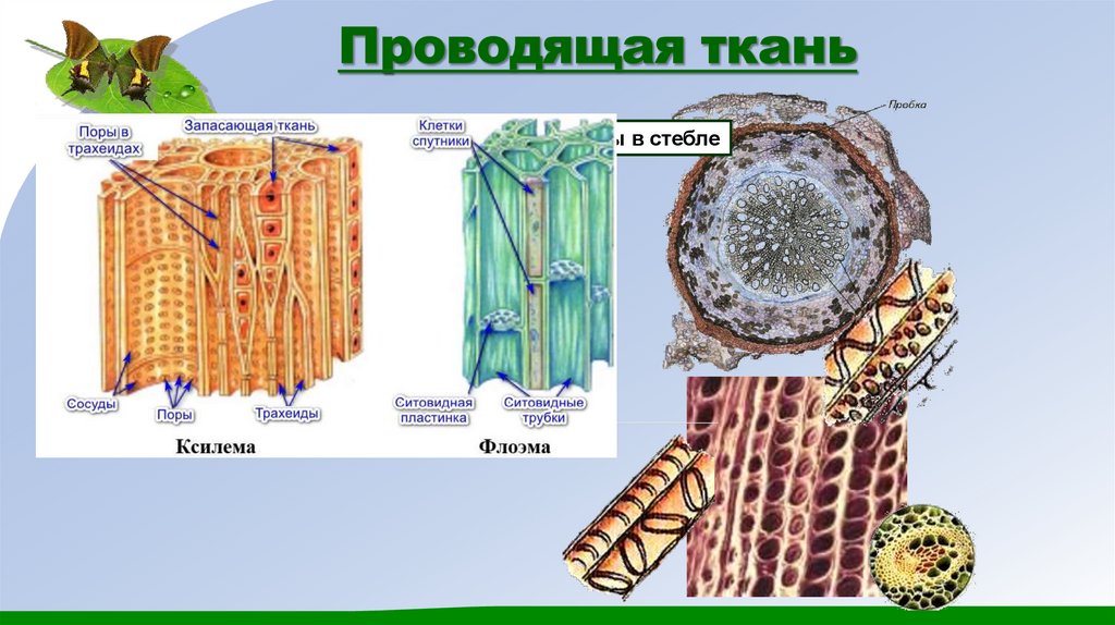 Проводящая ткань