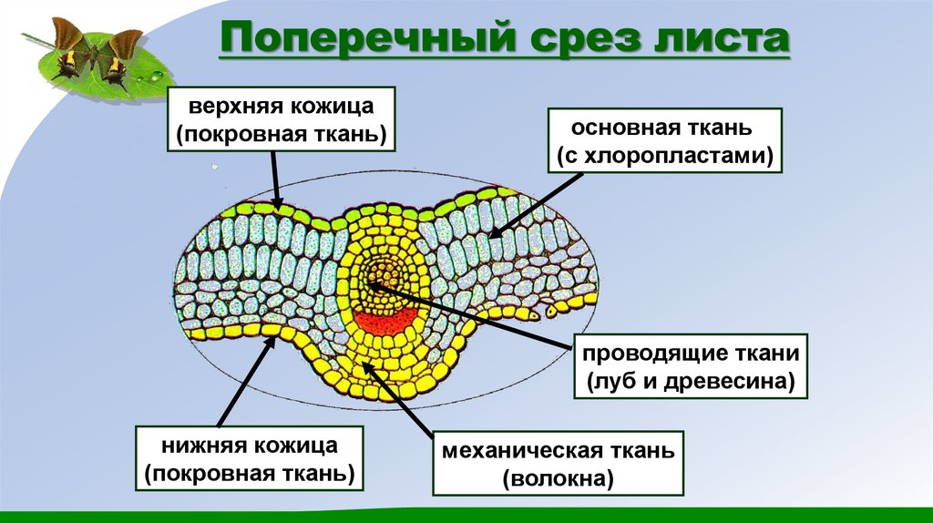 Поперечный срез листа