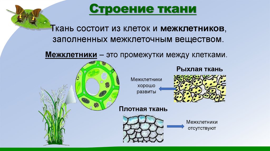 Строение ткани