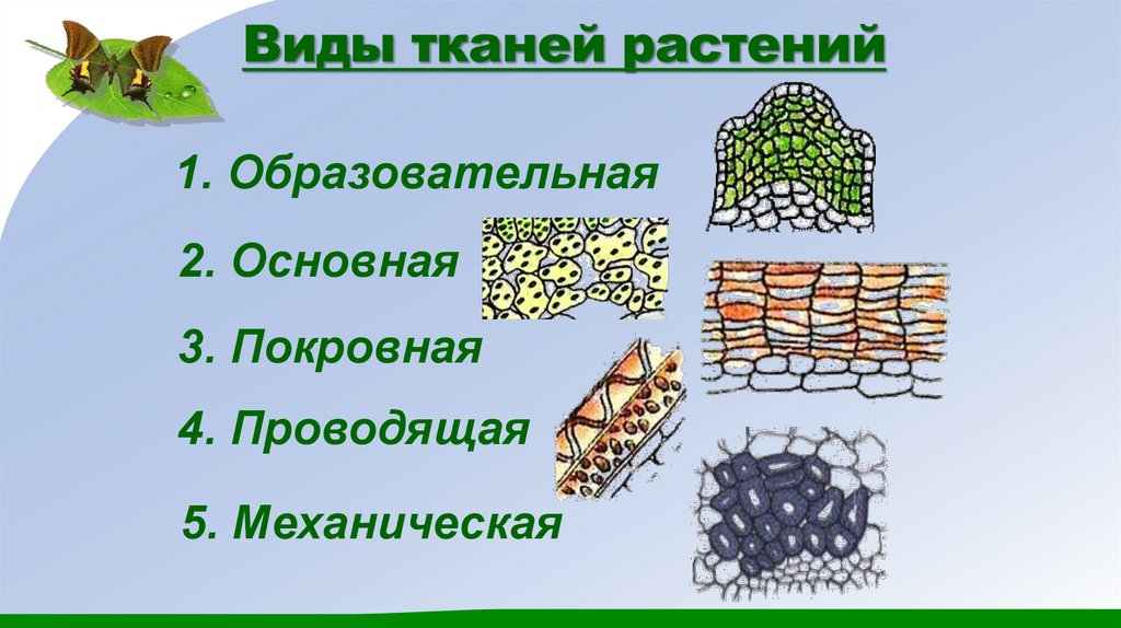 Виды тканей растений