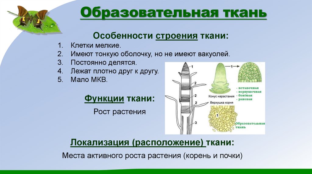 Образовательная ткань