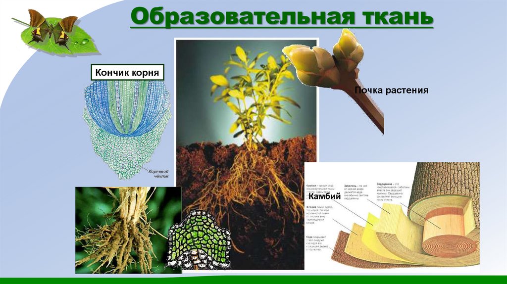 Образовательная ткань