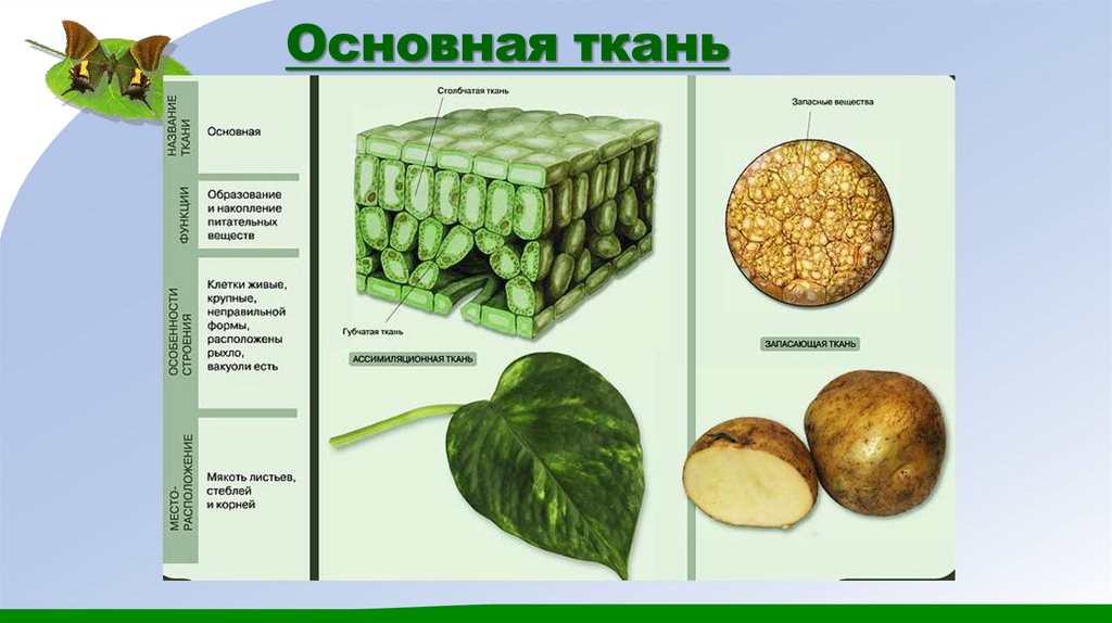 Основная ткань