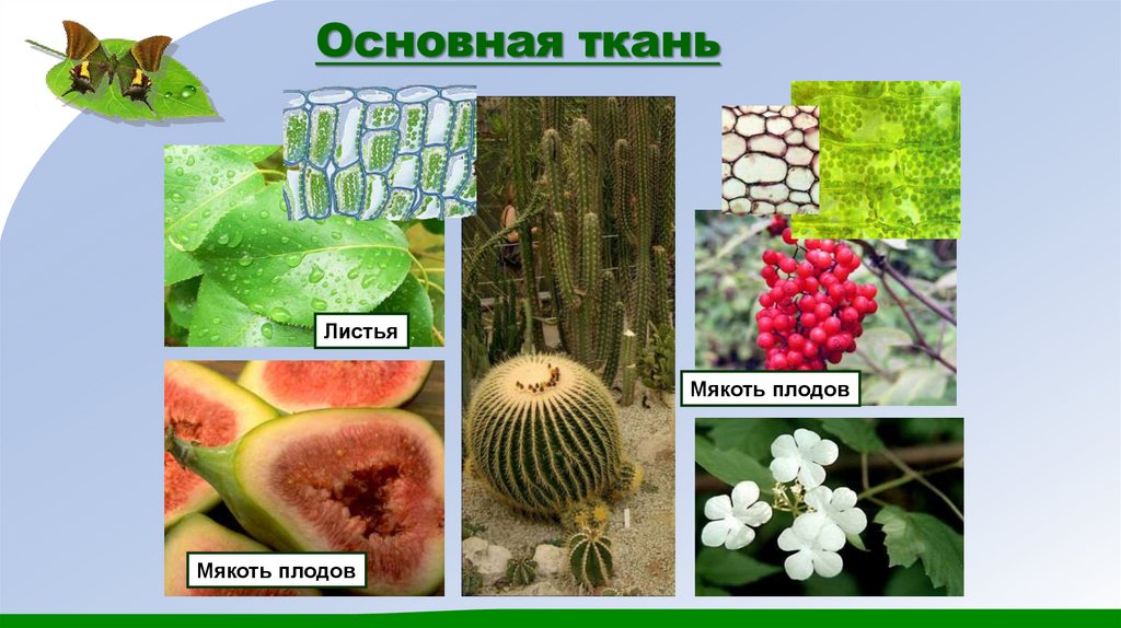 Основная ткань