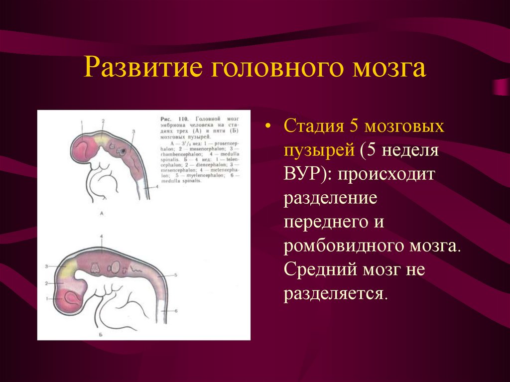 Пороки развития головного и спинного мозга. Развитие головного и спинного мозга 5 фаз. Стадии развития ониомании. Нарушение развития головного мозга