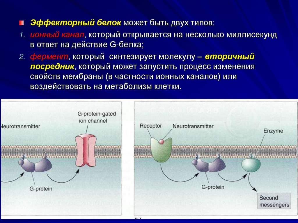 Какие молекулы синтезируются. Эффекторный белок. Внутриклеточные сигнальные молекулы эффекторные белки. Эффекторные системы нисходящие системы. Эффекторный фермент.