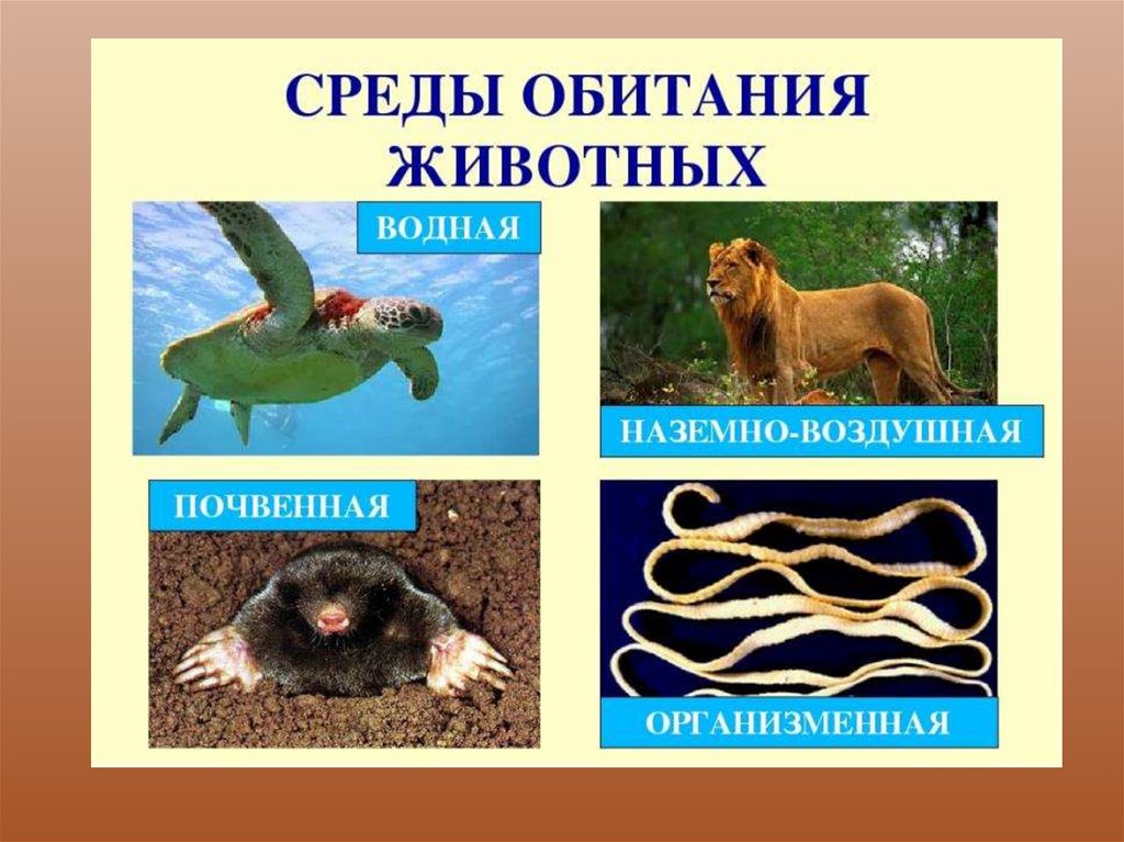 На земле существует четыре основные среды обитания. Среды обитания животных. Среда. Обитатели разных сред обитания. Обитатели организменной среды.