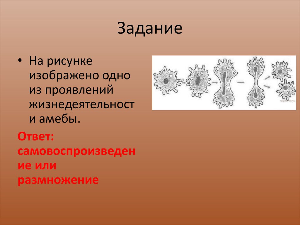 На рисунке изображены соты