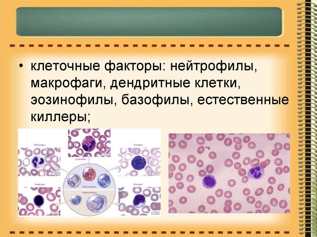 Клеточные факторы. Макрофаги нейтрофилы базофилы эозинофилы. Клеточные факторы врожденного иммунитета макрофаги. Макрофаги и дендритные клетки.