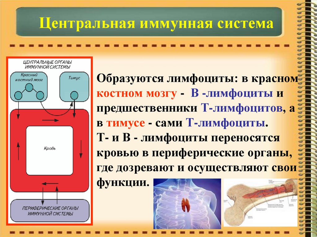 Система б. Центральная иммунная система. Т лимфоциты кратко. Система т лимфоцитов. Т-лимфоциты иммунной системы.