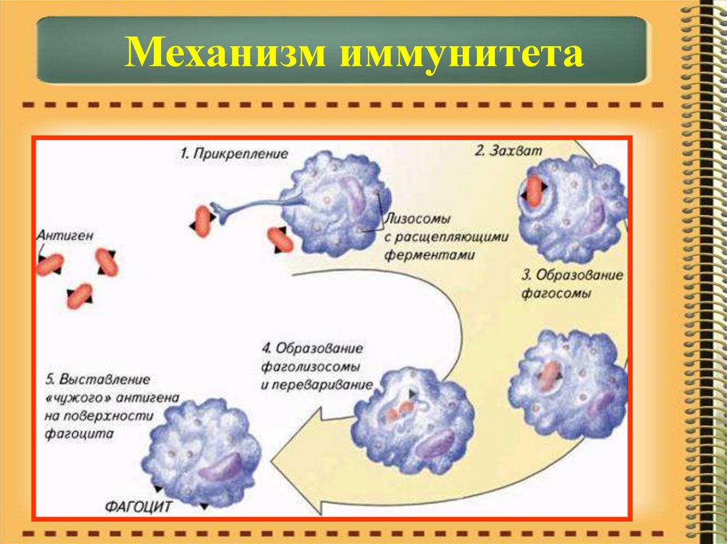 Антигены антитела презентация