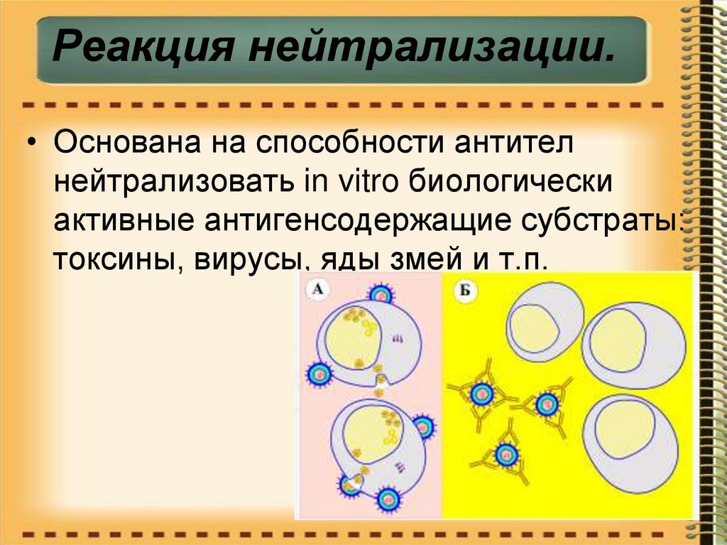 Схема реакции нейтрализации. Реакция нейтрализации. Реакция нейтрализации антител. Реакция нейтрализации антигена. Реакция нейтрализации вирусов.