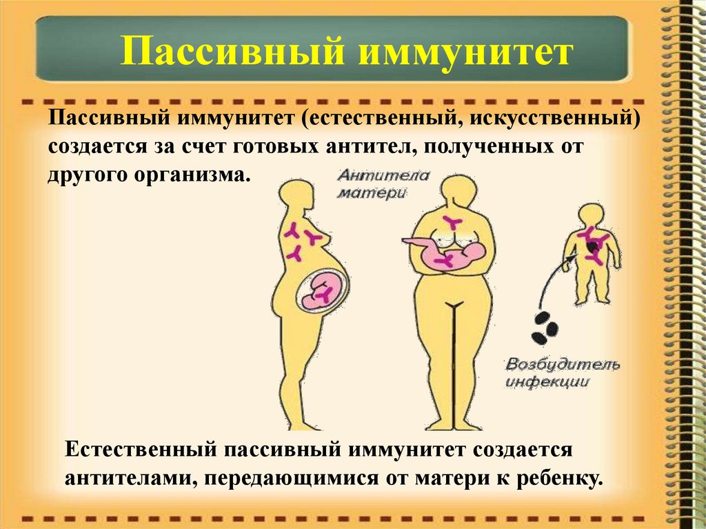 Иммунитет антитела презентация