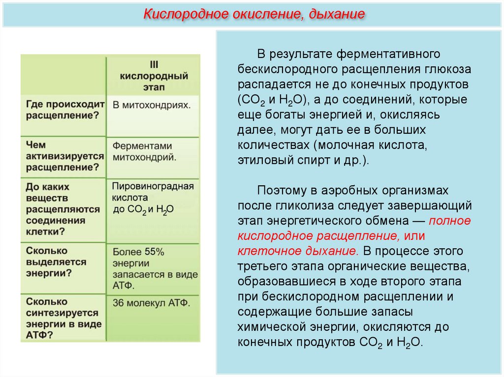 Результате бескислородного этапа энергетического обмена