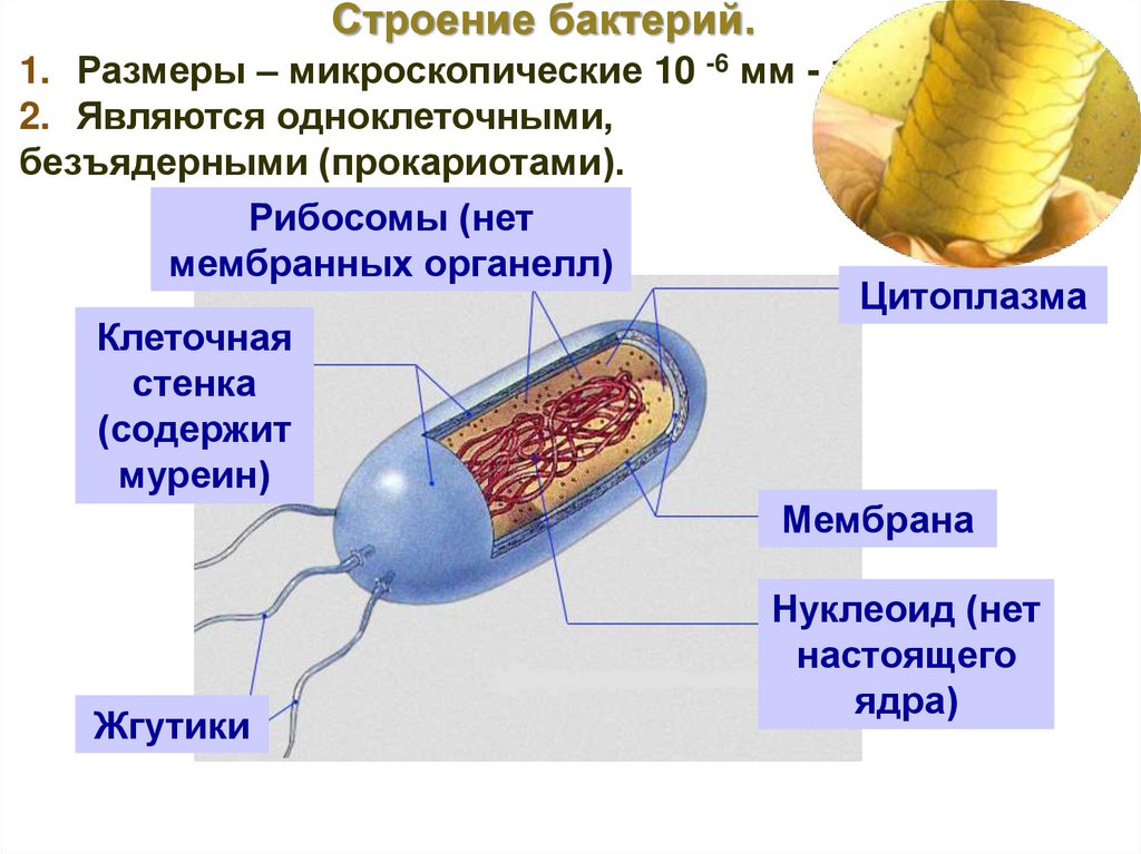 Единство и многообразие органического мира презентация