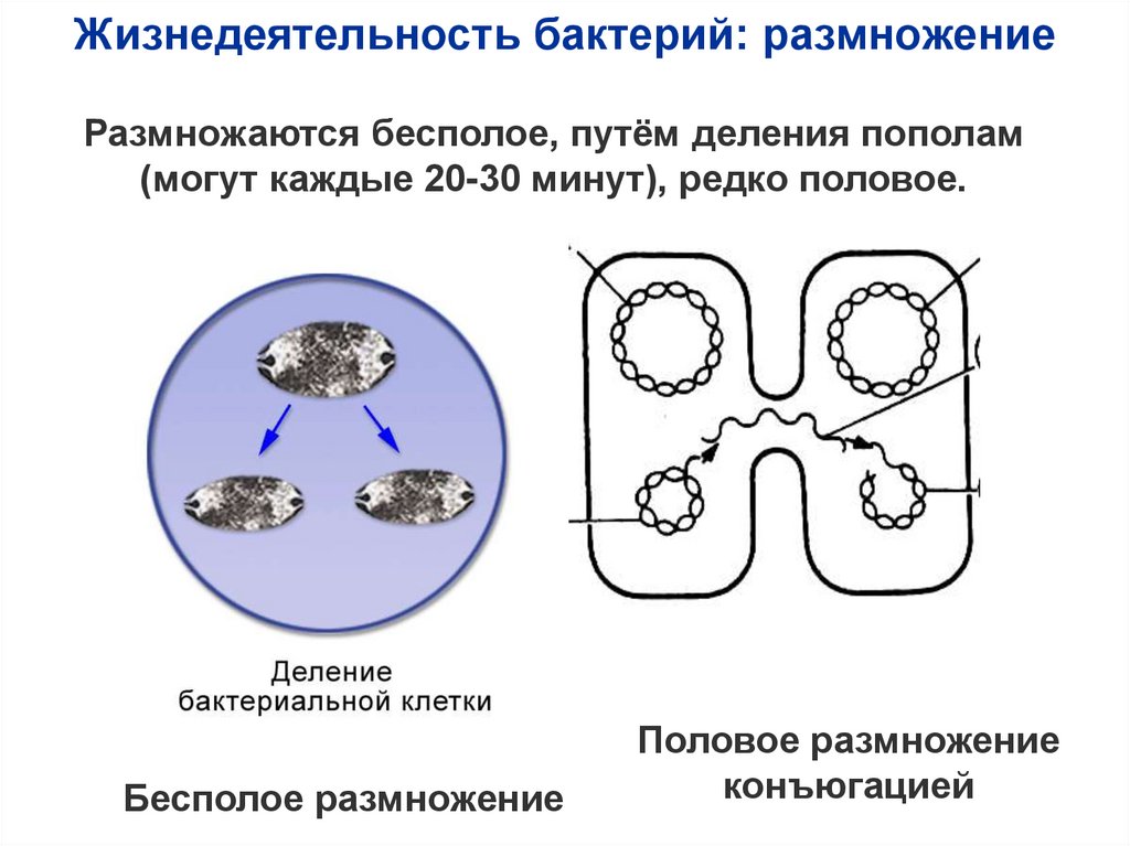 Единство и многообразие органического мира презентация