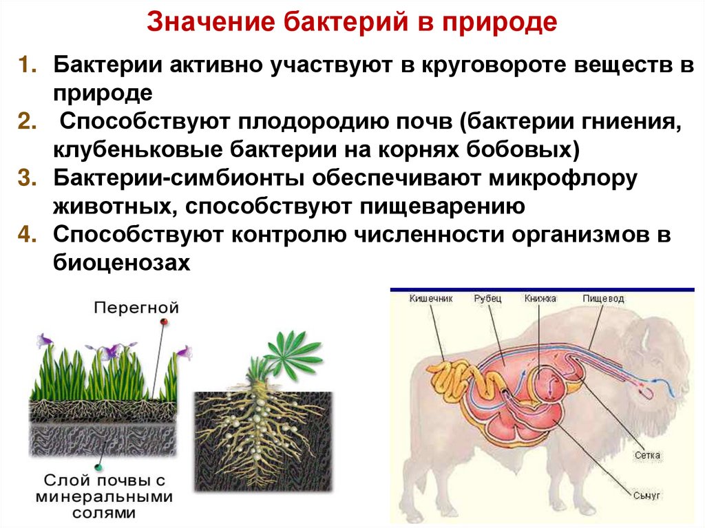 Значение бактерий и грибов. Значение бактерий в природе. Многообразие и значение бактерий и вирусов. Многообразие и значение бактерий паразиты.