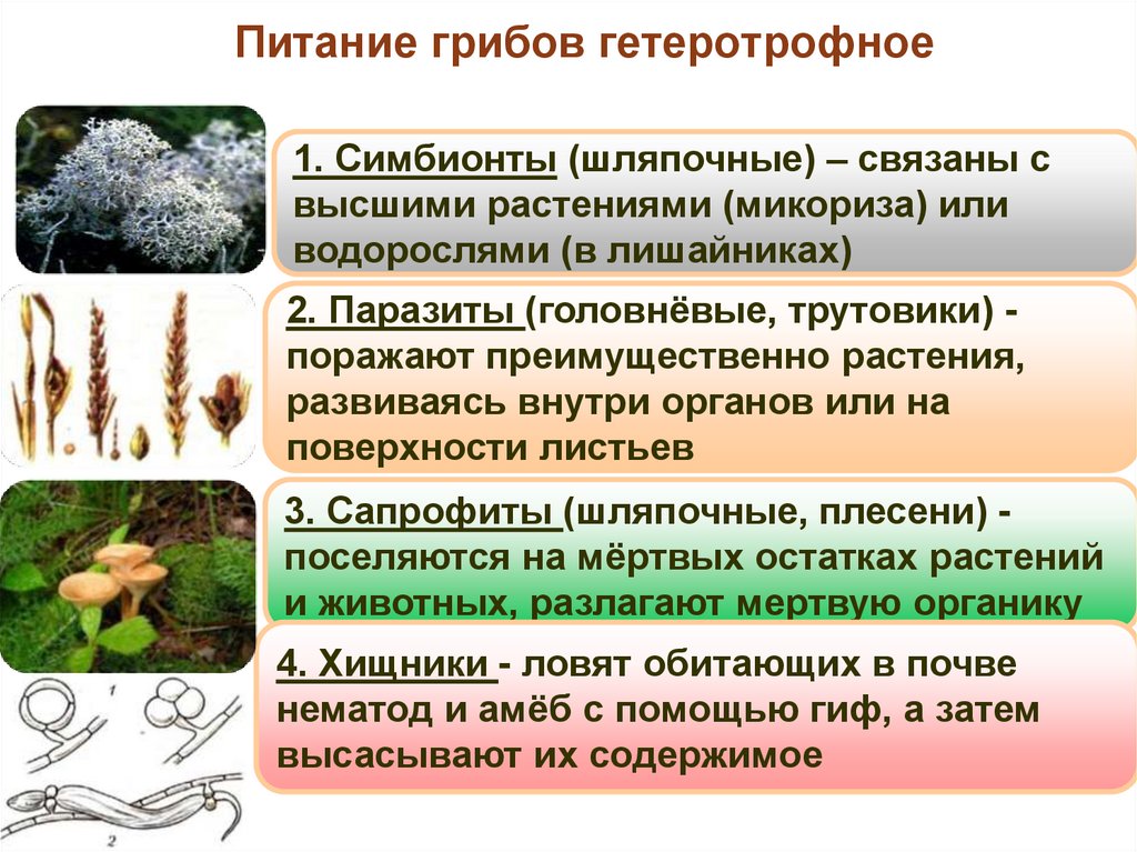 Гетеротрофное питание 6. Растения с гетеротрофным питанием. Питание грибов. Гетеротрофные растения примеры.