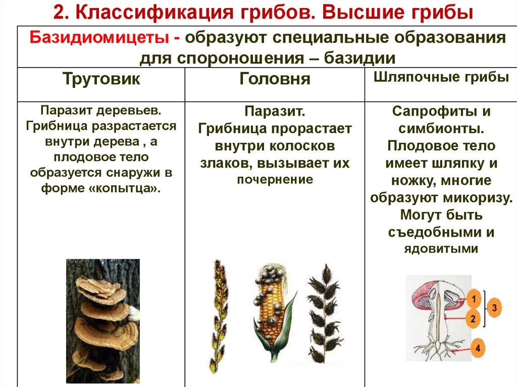 Единство и многообразие органического мира презентация