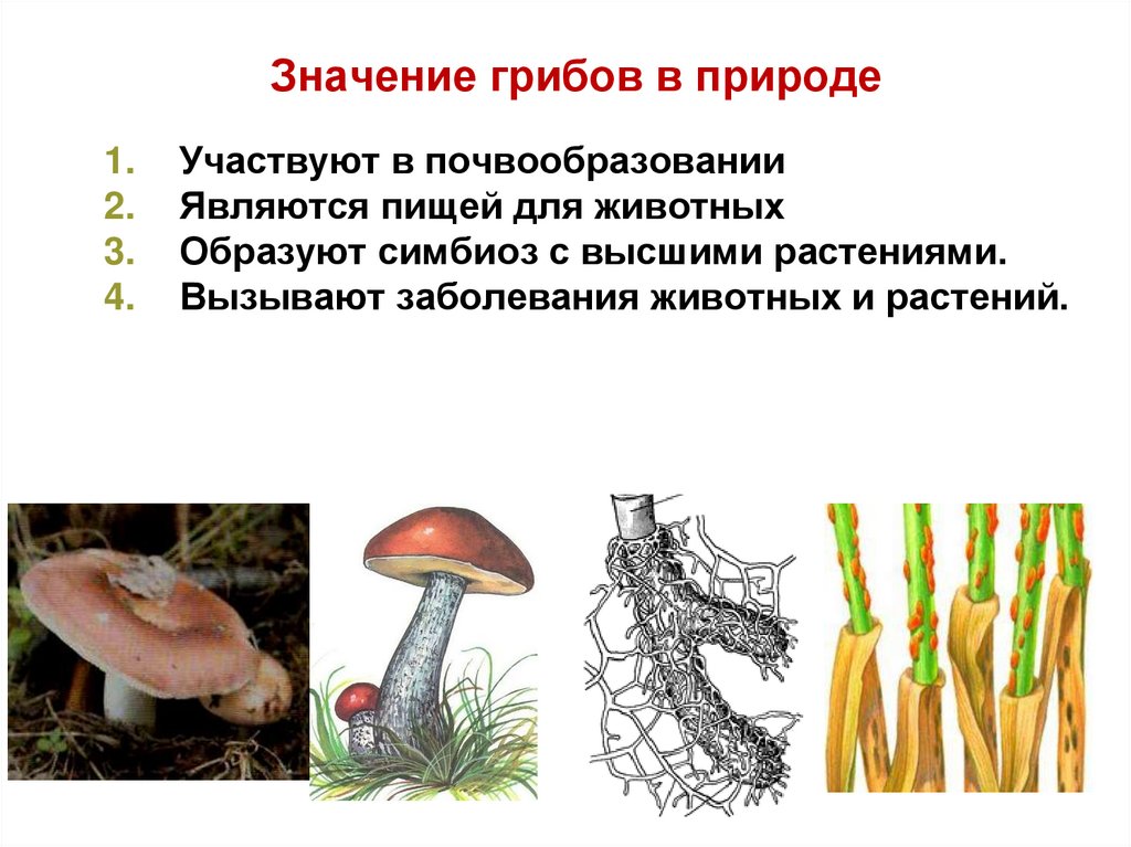 Многообразие и значение грибов. Значение грибницы. Значение грибов в природе.