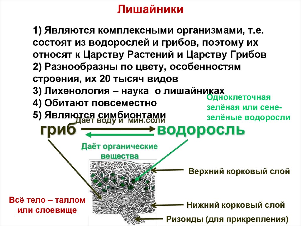 Единство и многообразие органического мира презентация