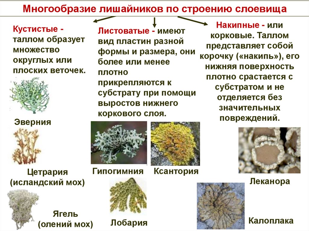 Лишайников образовано организмами. Многообразие лишайников. Лишайники классификация. Лишайники значение в природе и жизни человека.