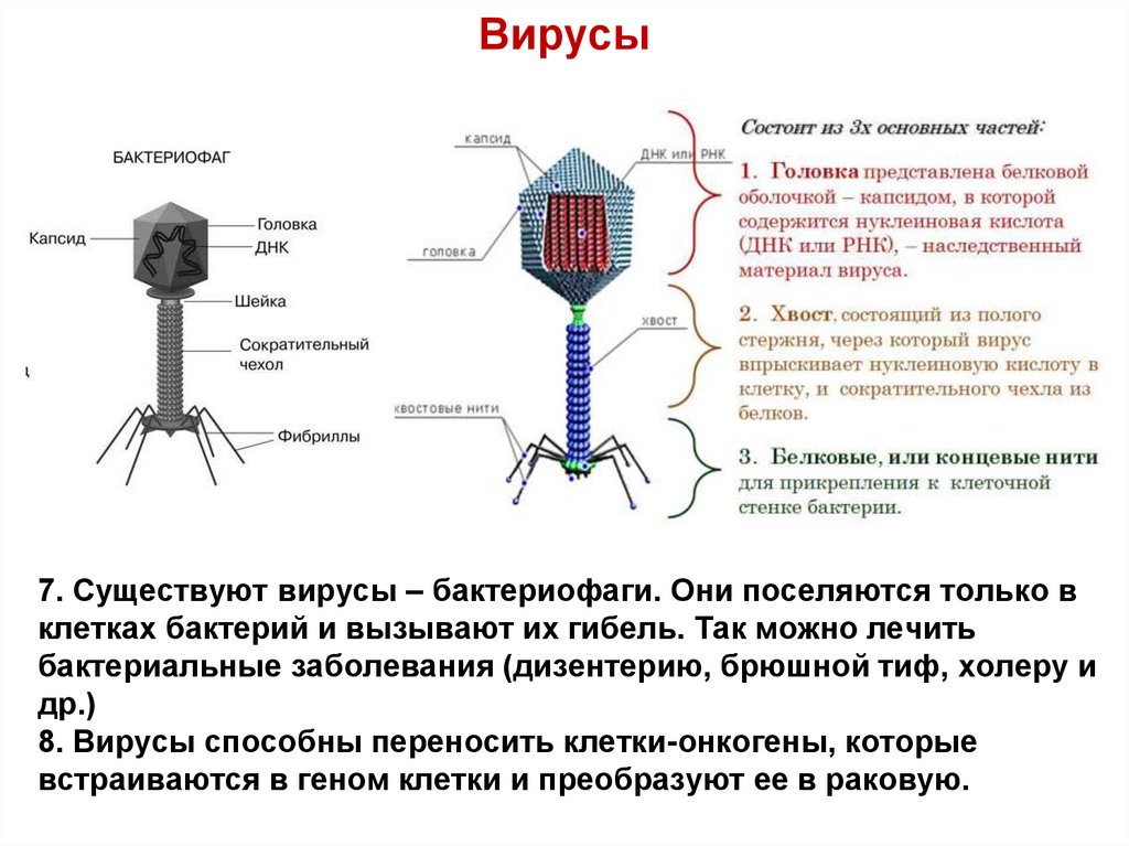 Единство и многообразие органического мира презентация